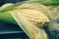 Open ear of corn with tops close up