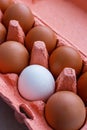 Open egg box with ten brown eggs close up view. Fresh organic chicken eggs in carton pack or egg container Royalty Free Stock Photo