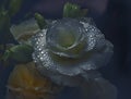 Open eustoma in water crystal drops sepia color