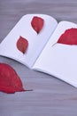 Open exercise book and red dry leaves