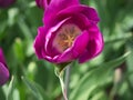 Open faced fuchsia tulip bloomed