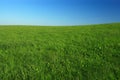 Open field Royalty Free Stock Photo