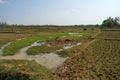 Open field with cows, india Royalty Free Stock Photo