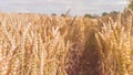 Open field with dry golden wheat spikes on sunny day ready for harvest before autumn Royalty Free Stock Photo