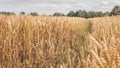 Open field with dry golden wheat spikes on sunny day ready for harvest before autumn Royalty Free Stock Photo