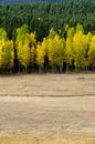 Open Field Leads to Changing Aspens.dng