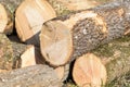 Open field with newly felled tree trunks