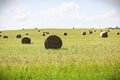 An open field of round hay bales Royalty Free Stock Photo