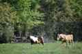 Two horses in an open field Royalty Free Stock Photo