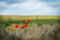 Open fields with common poppy.