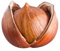 Open filbert nut Royalty Free Stock Photo