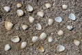 Open flaps of marine striped oyster shells in white, cream, brown and beige colors, lying on the gray sand on the shore of the sea Royalty Free Stock Photo