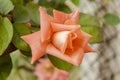 Blooming Pale Orange Tea Rose Flowers Royalty Free Stock Photo