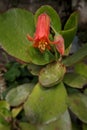 Open flower and bud of Pig's ear plant