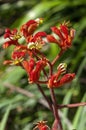 Open flower of a orange kangaroo paw plant Royalty Free Stock Photo