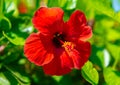 Open flower pomegranate Royalty Free Stock Photo