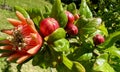 Open flower pomegranate on a tree branch, close-up. pomegranate bush Royalty Free Stock Photo