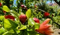 Open flower pomegranate on a tree branch, close-up. pomegranate bush Royalty Free Stock Photo