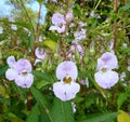 Open flowers of the Himalayan Balsam