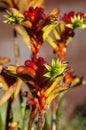 Open flowers of a orange kangaroo paw plant Royalty Free Stock Photo