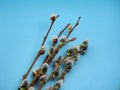 Open fluffy flowers of a willow. It& x27;s spring