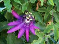 Open and fragrant flower of the Passiflora plant