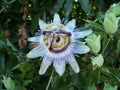 Open and fragrant flower of the Passiflora plant