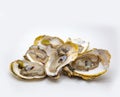 Open fresh oyster seafood on white isolated