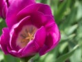 Open Fuchsia Tulip close up