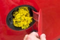 Open fuel tank lid in red car with rapeseed. Royalty Free Stock Photo