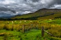 Open Gate To Pasture With White Sheep In Scenic Landscape On The Isle Of Skye In Scotland