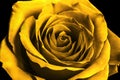 Open Golden rose