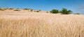 Open grassland panorama