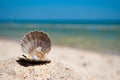 Open gray shell with a pearl lies on the sand on a background of blue sea and blue sky summer vacation Royalty Free Stock Photo