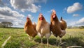 Three curious chickens stand in a open green field