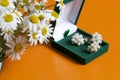 An open green velvet box for jewelry. In it lies a set: a ring and earrings with pearls. Next to the vase is a bouquet of chamomil Royalty Free Stock Photo