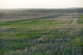 Only open green, yellow field forest and clouds on blue sky in summer, sunny day. Good weather. Away far hills, trees Royalty Free Stock Photo