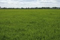 Only open green, yellow field forest and clouds on blue sky in summer, sunny day. Good weather. Away far hills, trees Royalty Free Stock Photo