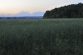 Only open green, yellow field forest and clouds on blue sky in summer, sunny day. Good weather. Away far hills, trees. Mysterious Royalty Free Stock Photo