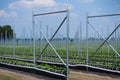 Open greenhouse construction with countless metal poles for growing gooseberry plants - Netherlands, Venlo, Limburg