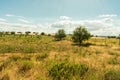 Open ground covered with undergrowth Royalty Free Stock Photo