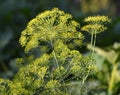 Dill Anethum graveolens grows in the garden Royalty Free Stock Photo