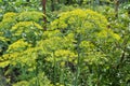 Dill Anethum graveolens grows in the garden Royalty Free Stock Photo