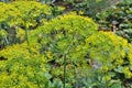 Dill Anethum graveolens grows in the garden Royalty Free Stock Photo