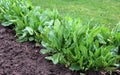 In the open ground in the garden grows sorrel Royalty Free Stock Photo