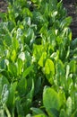 In the open ground in the garden grows sorrel Royalty Free Stock Photo