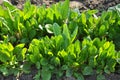 In the open ground in the garden grows sorrel Royalty Free Stock Photo