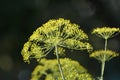 Vegetable dill Anethum graveolens grows in the garden Royalty Free Stock Photo