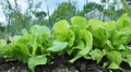 In the open ground grows lettuce Lactuca sativa Royalty Free Stock Photo