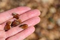 An open hand holds the seeds of a beech tree against a brown background Royalty Free Stock Photo